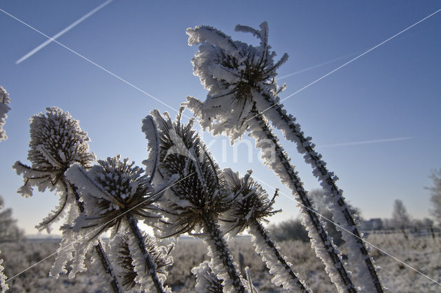 Teasel (Dipsacus fullonum)