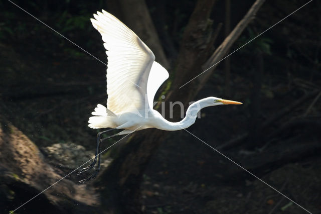 Great White Egret
