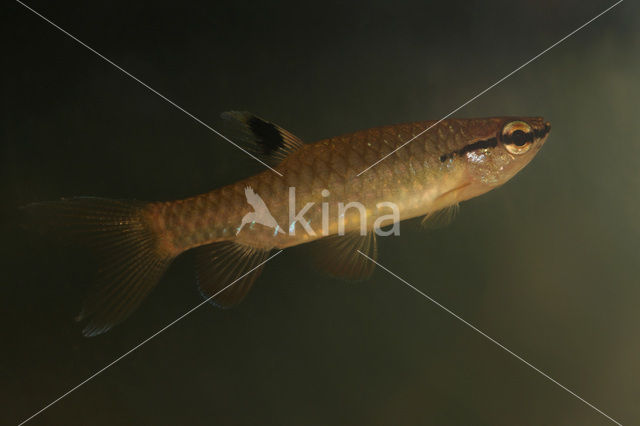 Halfbanded pyrrhulina (Pyrrhulina cf. laeta)