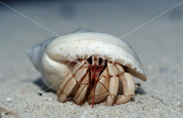 Hermit Crab