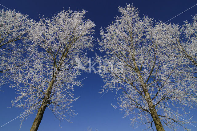 Het Binnenveld