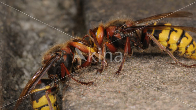 Hoornaar (Vespa crabro )