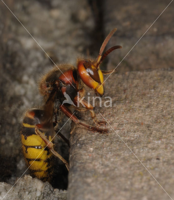 european hornet (Vespa crabro )