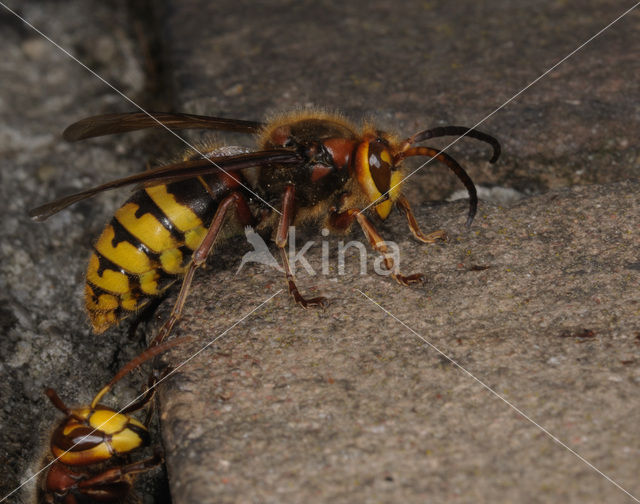 european hornet (Vespa crabro )