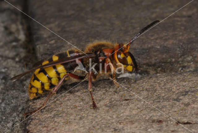 european hornet (Vespa crabro )