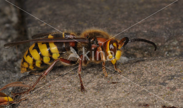 Hoornaar (Vespa crabro )