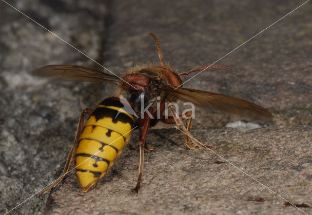 european hornet (Vespa crabro )
