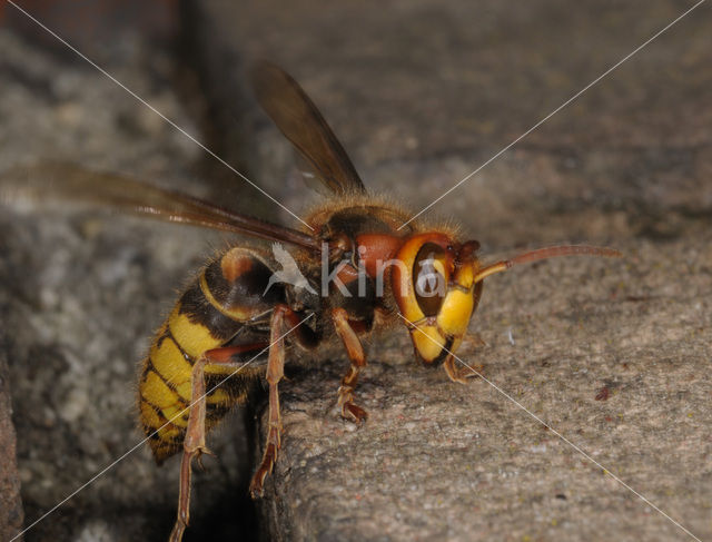 Hoornaar (Vespa crabro )