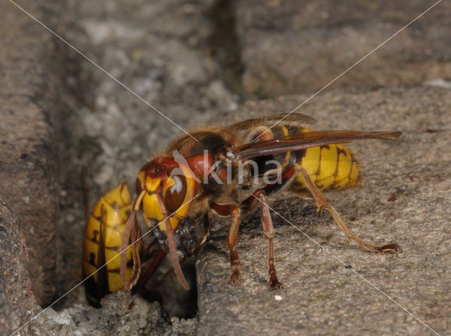 european hornet (Vespa crabro )