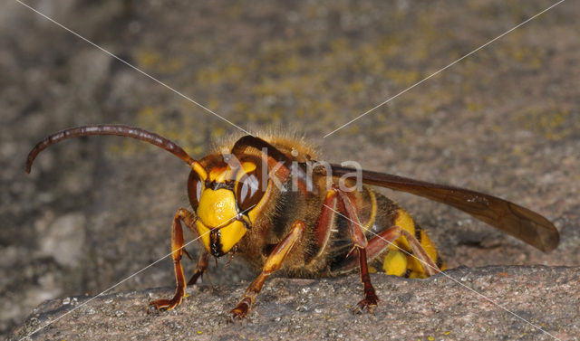 european hornet (Vespa crabro )