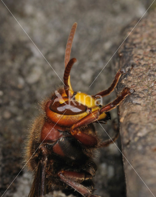 european hornet (Vespa crabro )