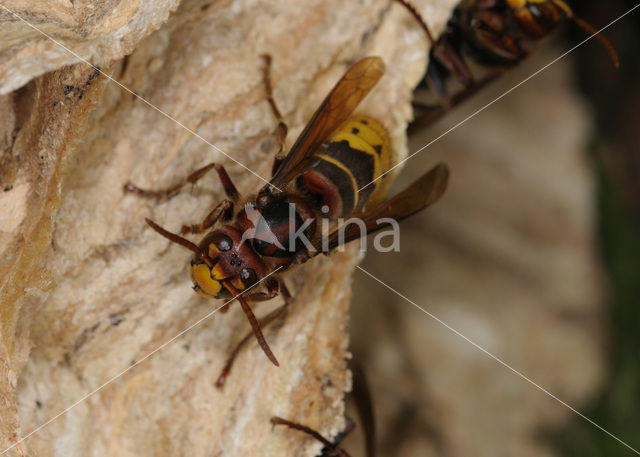 european hornet (Vespa crabro )