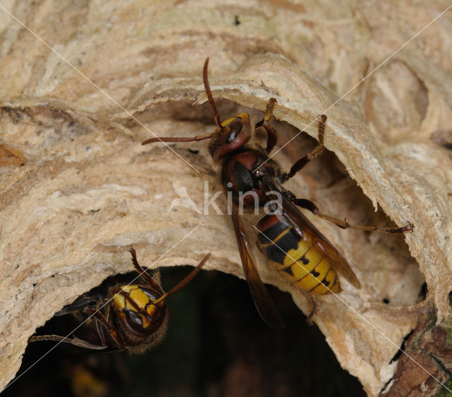 european hornet (Vespa crabro )