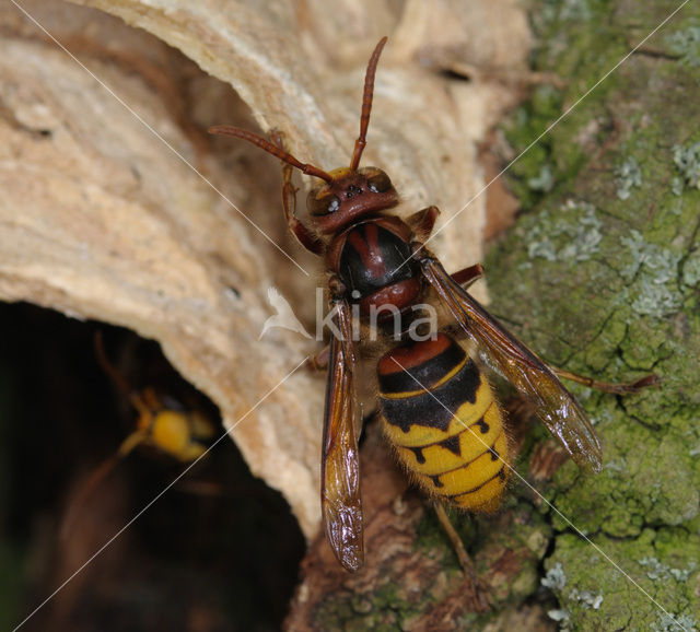 european hornet (Vespa crabro )
