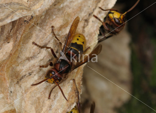 european hornet (Vespa crabro )