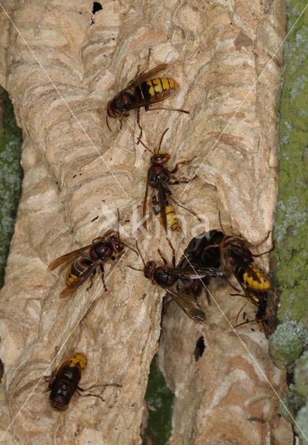 european hornet (Vespa crabro )