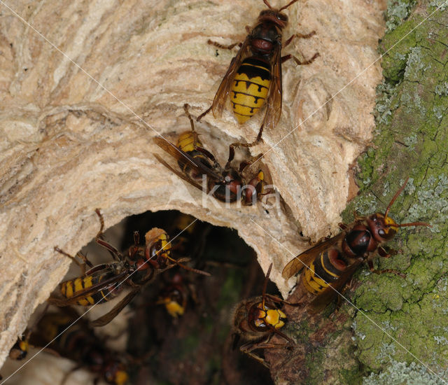 european hornet (Vespa crabro )