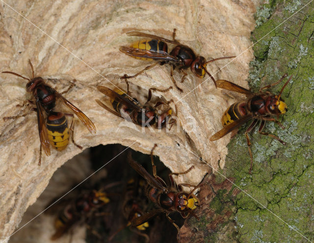 european hornet (Vespa crabro )