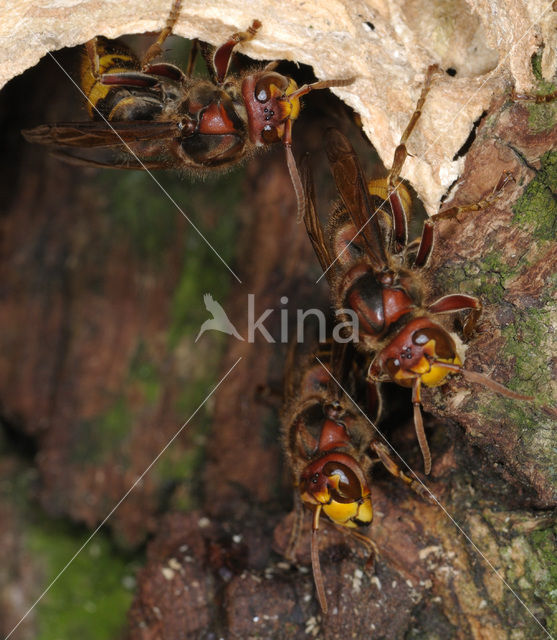 european hornet (Vespa crabro )