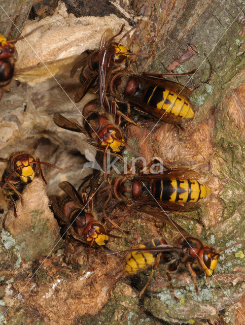 european hornet (Vespa crabro )