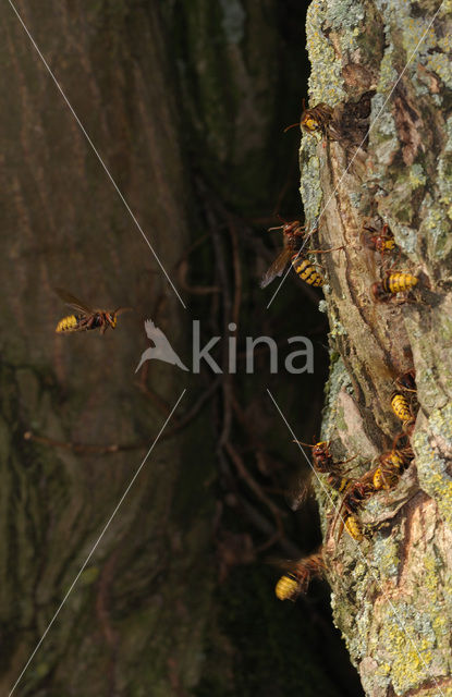 european hornet (Vespa crabro )