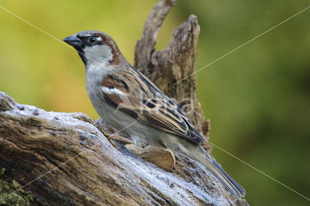 House Sparrow (Passer domesticus)