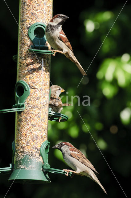 Huismus (Passer domesticus)