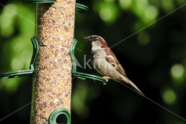 Huismus (Passer domesticus)