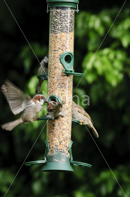 Huismus (Passer domesticus)