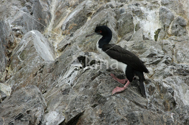 Guanay Cormorant (Phalacrocorax bougainvillii)