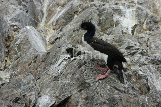 Humboldt-aalscholver (Phalacrocorax bougainvillii)