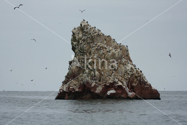 Peruvian Booby (Sula variegata)