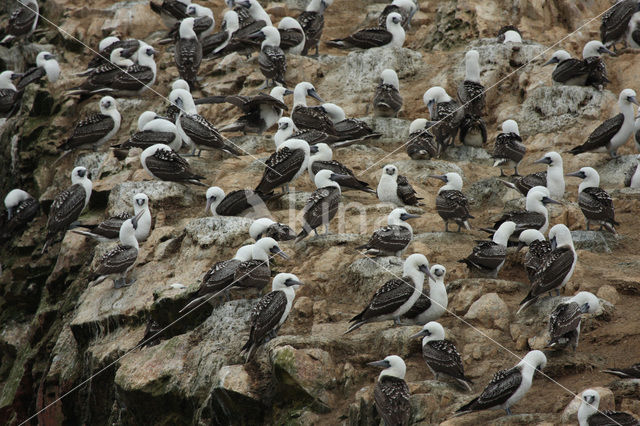 Peruvian Booby (Sula variegata)