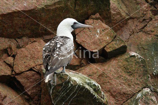 Humboldtgent (Sula variegata)