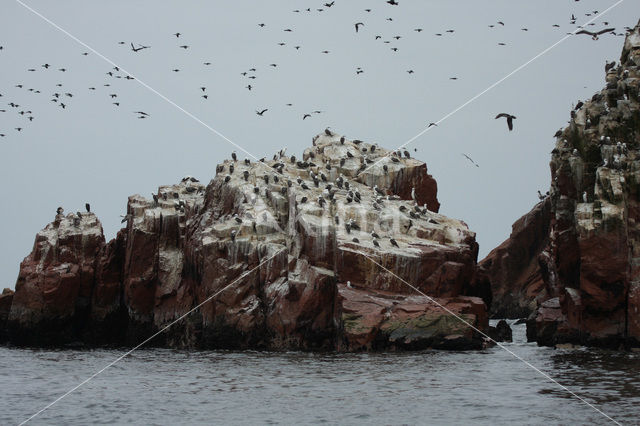 Peruvian Booby (Sula variegata)