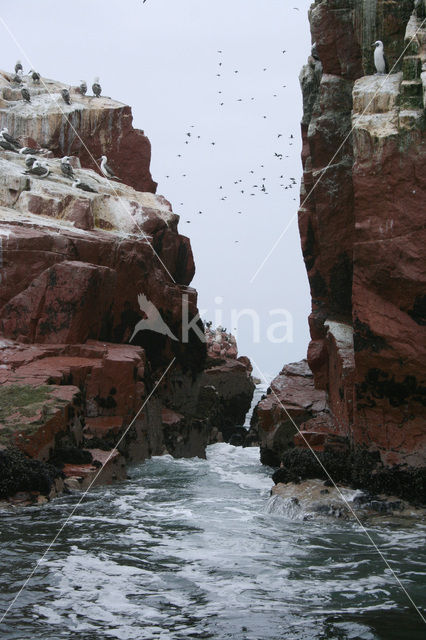 Peruvian Booby (Sula variegata)