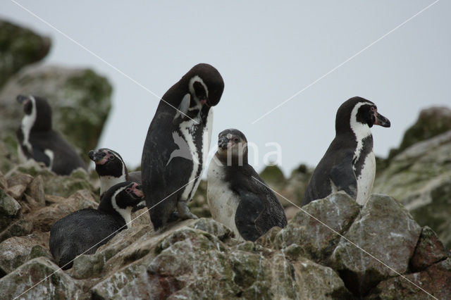 Humboldt penguin (Spheniscus humboldti)