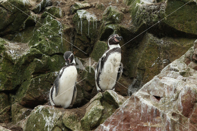 Humboldt penguin (Spheniscus humboldti)