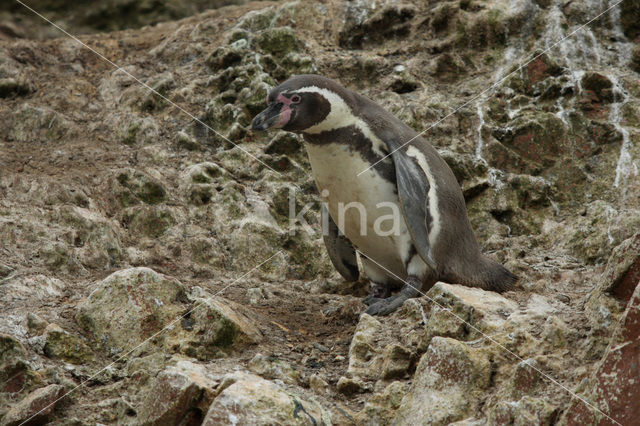 Humboldt penguin (Spheniscus humboldti)