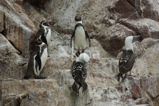 Humboldt penguin (Spheniscus humboldti)