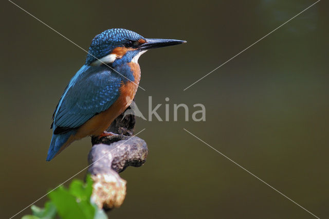 Kingfisher (Alcedo atthis)