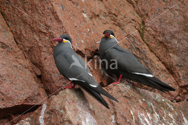 Inca Tern (Larosterna inca)