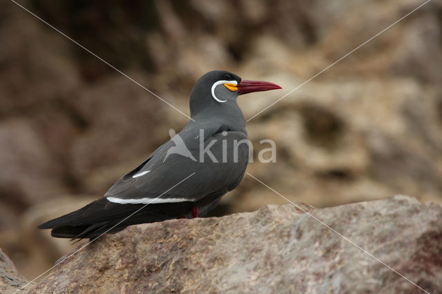 Inca Tern (Larosterna inca)