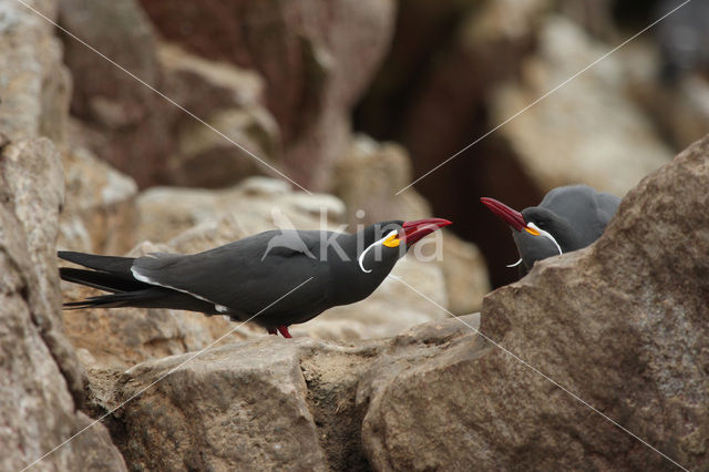 Inca Tern (Larosterna inca)