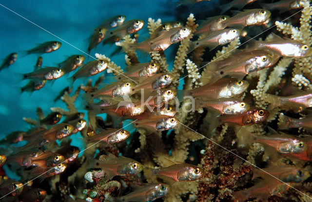 Indische glasvis (Parapriacanthus ransonneti)