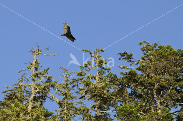Turkey vulture (Cathartes aura)