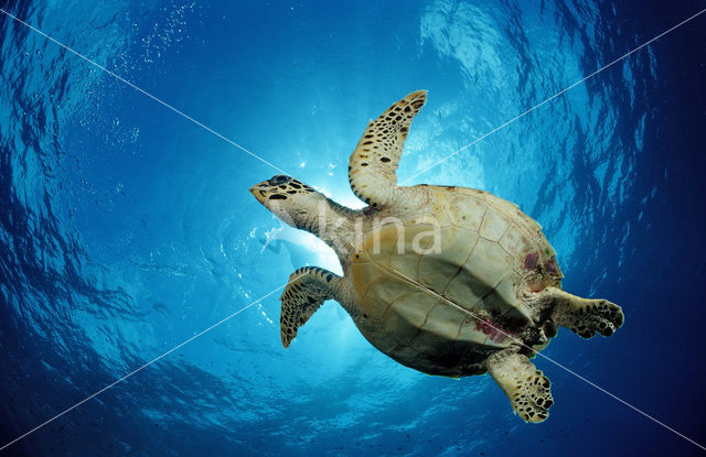 Hawksbill Turtle (Eretmochelys imbricata)