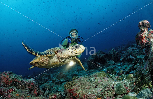 Hawksbill Turtle (Eretmochelys imbricata)