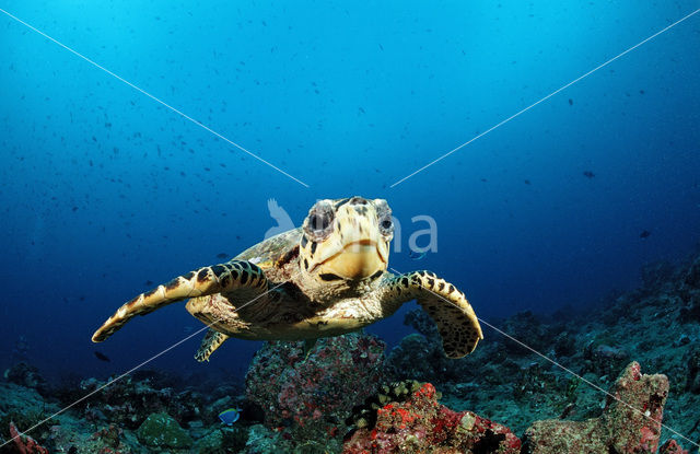Karetschildpad (Eretmochelys imbricata)