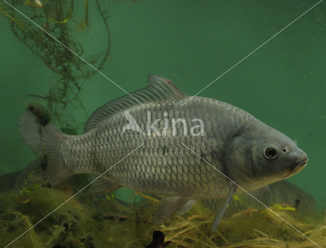 Common Carp (Cyprinus carpio)